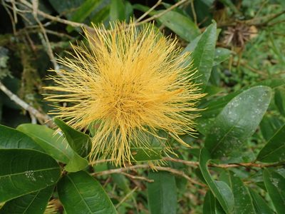 Stifftia chrysantha, photographed by Stan Rullman