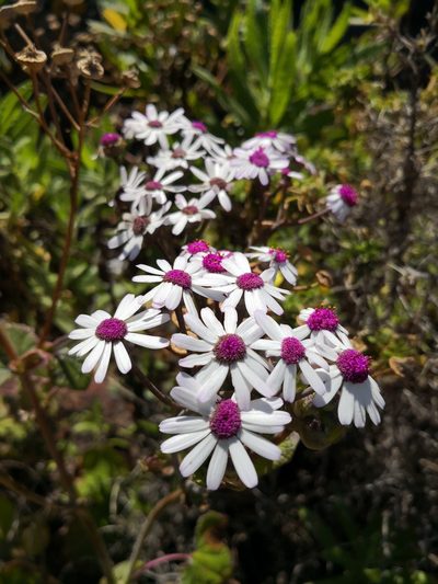 Pericallis webbii, photographed by Claude Kolwelter