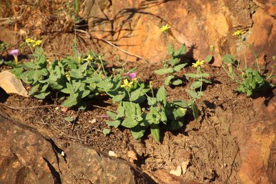 Othonna perfoliata, photographed by Tony Rebelo