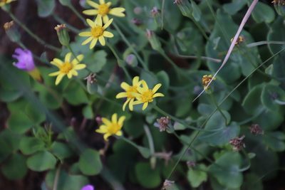 Othonna perfoliata, photographed by Tony Rebelo