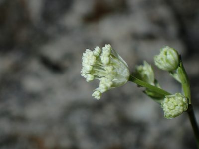 Astrantia carniolica, photographed by Julien Renoult