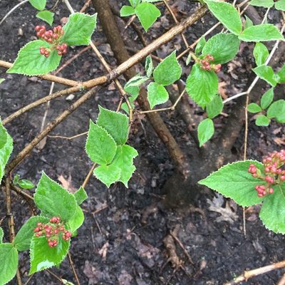 Viburnum carlesii, photographed by jerr17