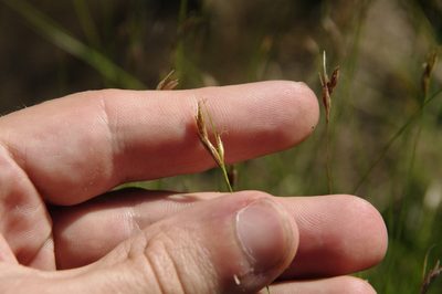 Rhynchospora capillacea, photographed by Eric Knight