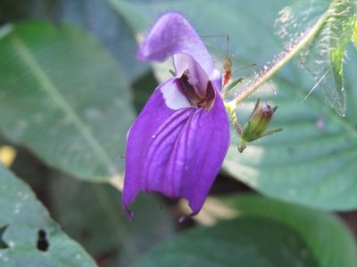 Brillantaisia lamium, photographed by Diogo Luiz