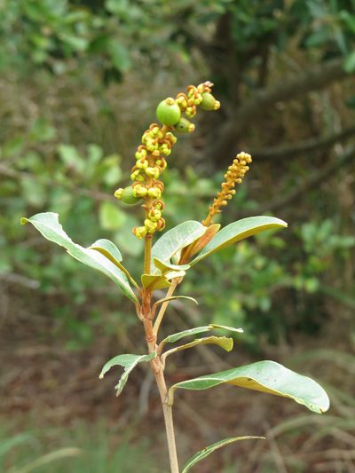 Byrsonima sericea, photographed by Diogo Luiz