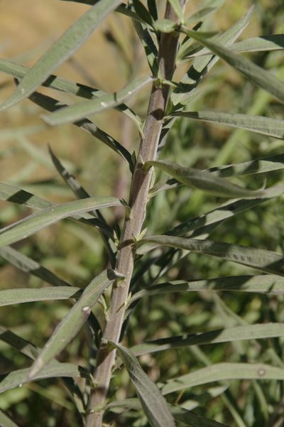 Solidago juliae, photographed by Eric Knight