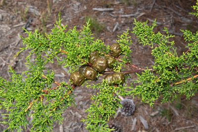 Hesperocyparis goveniana, photographed by Don Loarie