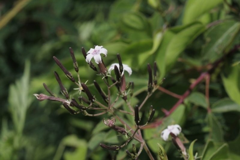 Paederia ciliata, photographed by Alexis López Hernández