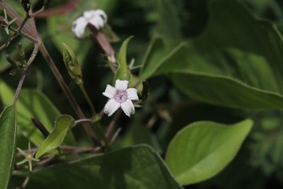 Paederia ciliata, photographed by Alexis López Hernández