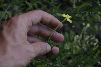 Menodora longiflora, photographed by Eric Knight