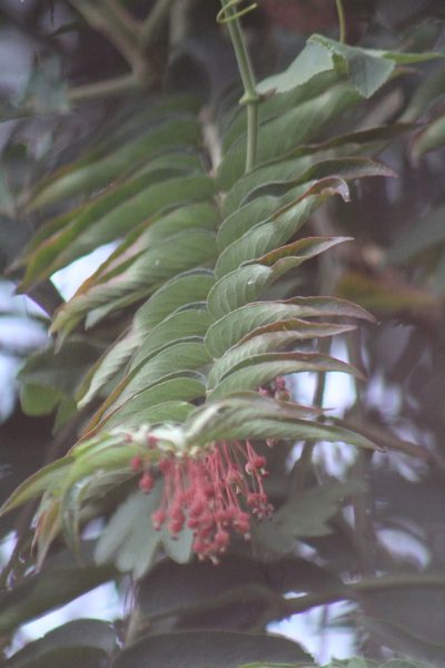 Phyllanthus salviifolius, photographed by GERMAN LEONEL SARMIENTO CRUZ