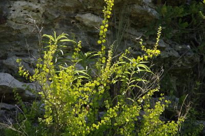 Phyllanthopsis phyllanthoides, photographed by Eric Knight