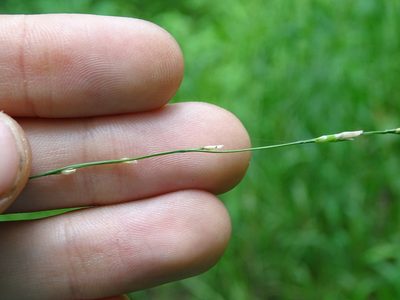 Glyceria septentrionalis, photographed by Reuven Martin