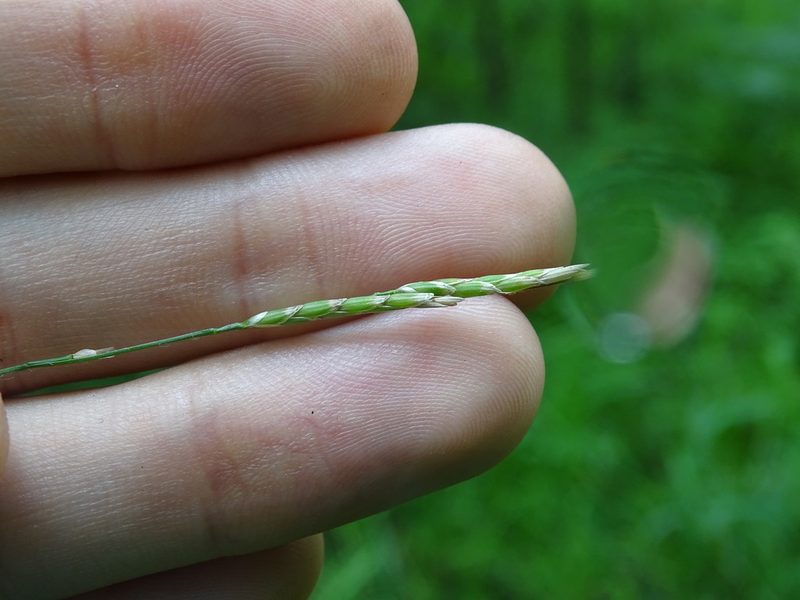 Glyceria septentrionalis, photographed by Reuven Martin