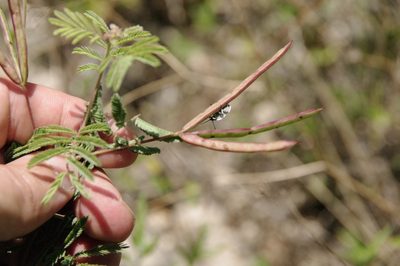 Desmanthus velutinus, photographed by Eric Knight