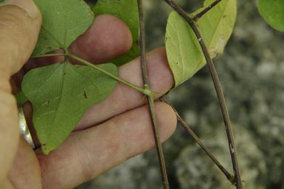 Phaseolus texensis, photographed by Eric Knight
