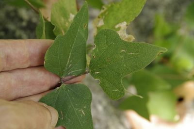 Phaseolus texensis, photographed by Eric Knight