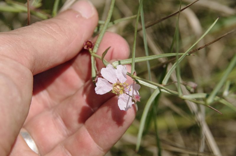 Ammannia grayi, photographed by Eric Knight