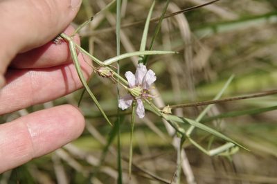 Ammannia grayi, photographed by Eric Knight