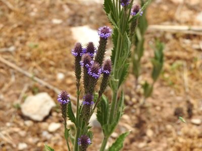 Verbena macdougalii, photographed by CK2AZ