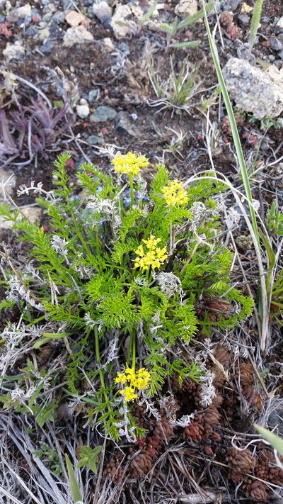 Cymopterus hendersonii, photographed by Laura Holloway