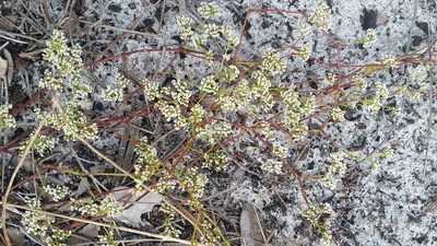 Paronychia americana, photographed by Jay Horn