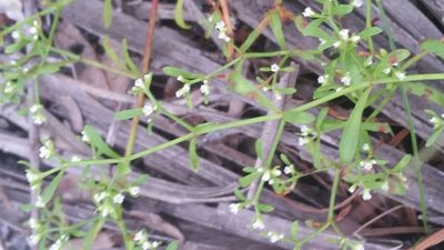 Paronychia americana, photographed by Jay Horn