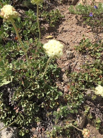 Eriogonum ursinum, photographed by rickr