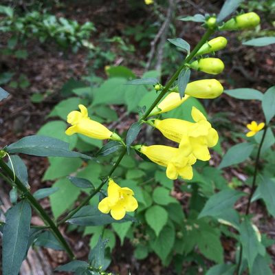 Aureolaria levigata, photographed by Ryan Hearty