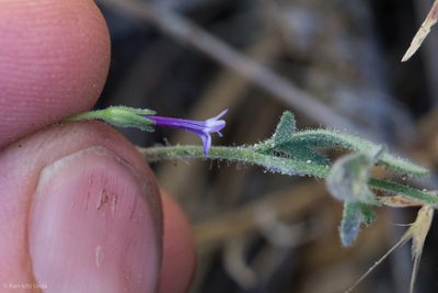 Allophyllum gilioides, photographed by Ken-ichi Ueda