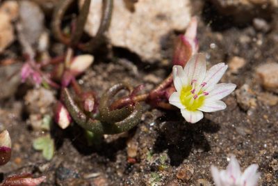 Erocallis triphylla, photographed by Ken-ichi Ueda