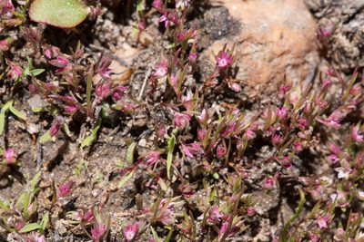 Polygonum polygaloides, photographed by Ken-ichi Ueda