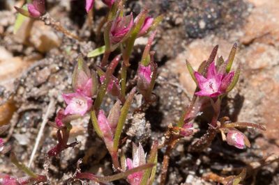 Polygonum polygaloides, photographed by Ken-ichi Ueda