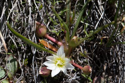 Lewisia nevadensis, photographed by Ken-ichi Ueda