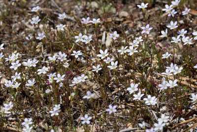 Navarretia leptalea, photographed by Ken-ichi Ueda