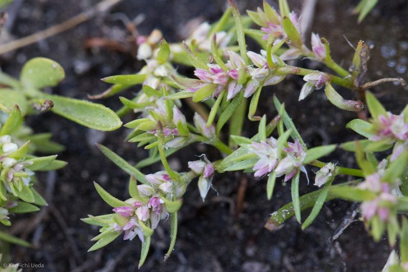 Polygonum polygaloides, photographed by Ken-ichi Ueda