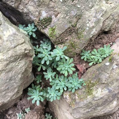 Sedum glaucophyllum, photographed by Ryan Hearty