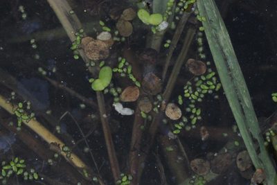 Wolffia borealis, photographed by Quinten Wiegersma
