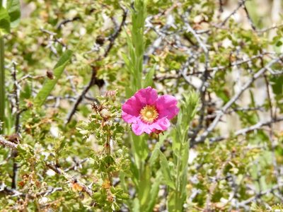 Rosa stellata, photographed by CK2AZ