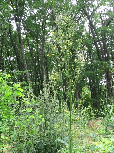 Lactuca raddeana, photographed by Repina Tatyana