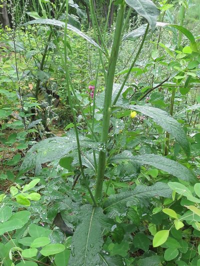 Lactuca raddeana, photographed by Repina Tatyana