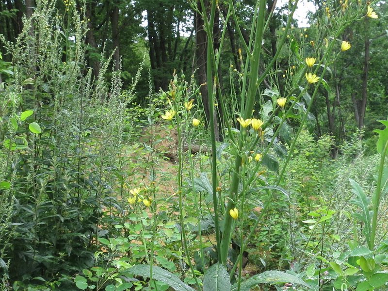 Lactuca raddeana, photographed by Repina Tatyana