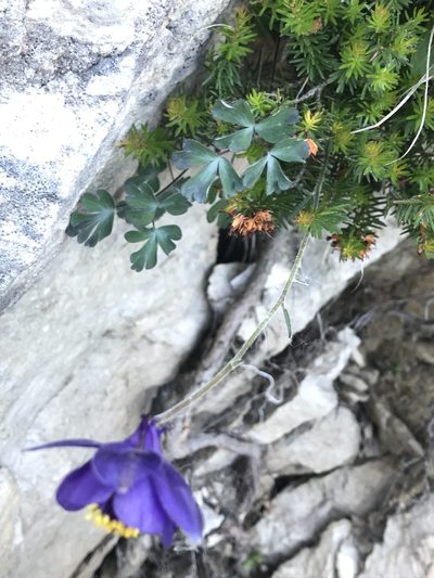 Aquilegia confusa, photographed by Riccardo Riva