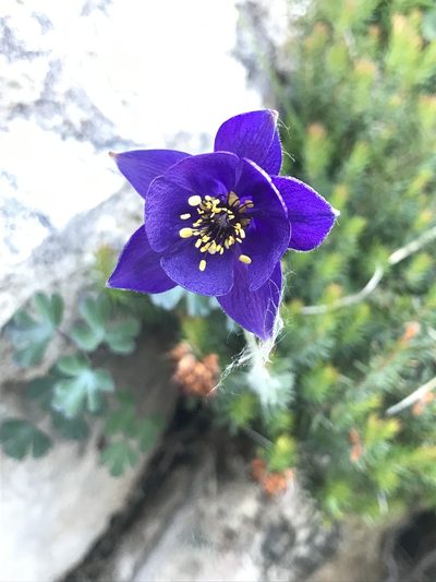 Aquilegia confusa, photographed by Riccardo Riva