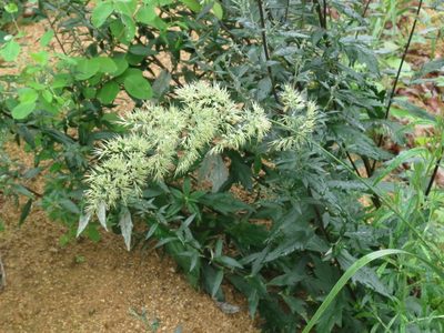 Calamagrostis extremiorientalis, photographed by Repina Tatyana