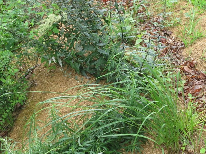 Calamagrostis extremiorientalis, photographed by Repina Tatyana