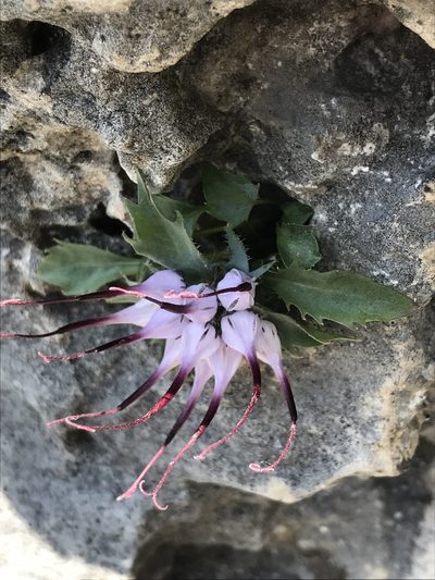 Physoplexis comosa, photographed by Riccardo Riva