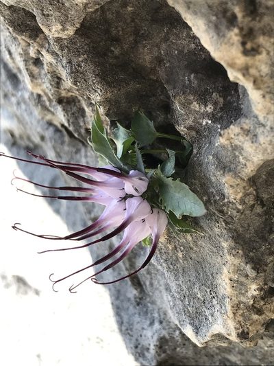 Physoplexis comosa, photographed by Riccardo Riva