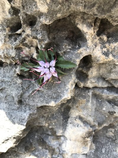 Physoplexis comosa, photographed by Riccardo Riva