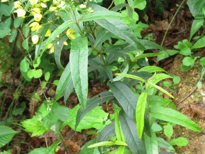 Lysimachia davurica, photographed by Repina Tatyana